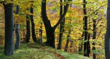 Z polskich lasów nie zniknie 75 proc. drzew - wyjaśnia ekspert PAN